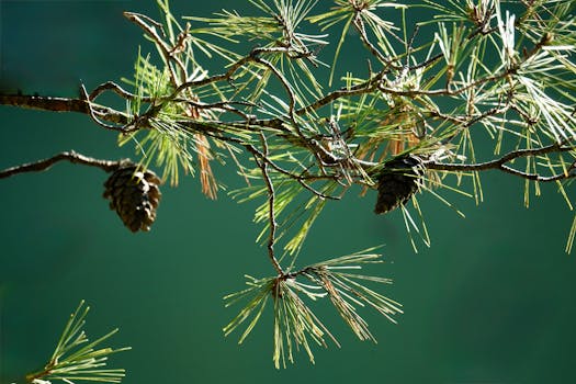Jak Rozpoznat Podvod v Katastru Nemovitostí: Nezbytné Rady